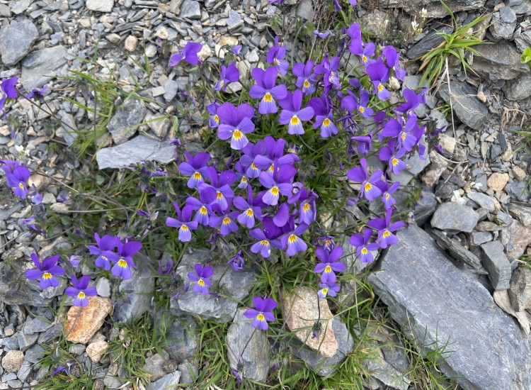 Sharr Violet (Viola schariensis)