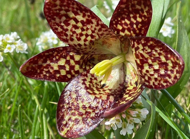 Spring in Gramë (Korab-Koritnik Natural Park)