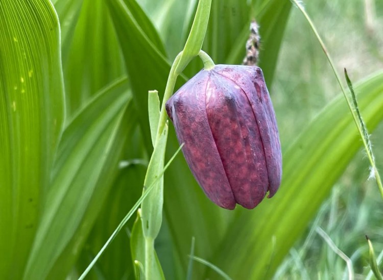 Macedonia Fritillary (Fritillaria macedonica Bornm.) PONT Project