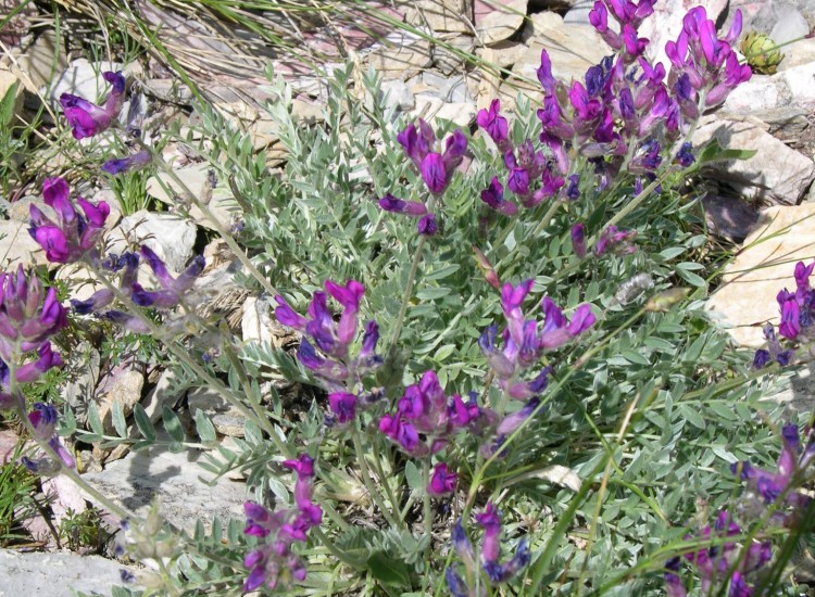 Korab Oxytropis (Oxytropis korabensis (Kümmerle & Jáv.) A.W.Hill)